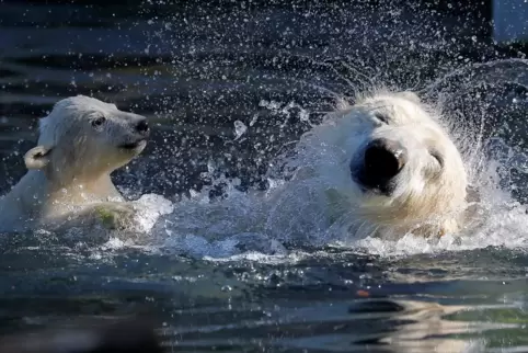 Erst ein Unfall, dann Riesenspaß im Wasser: Bärenjunges Nanuq mit Mutter Sesi.