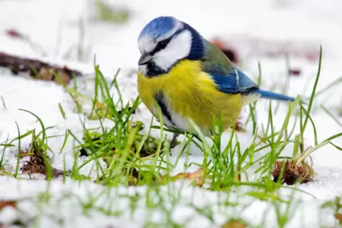 Besonderes Augenmerk galt bei der diesjährigen Vogelzählung der Blaumeise, die im vergangenen Frühjahr unter einer Epidemie litt