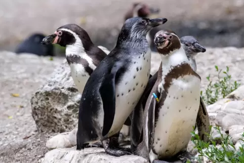 Auch nach der Rettung des Zoos Neuwied bangen viele coronabedingt geschlossene Tierparks in Rheinland-Pfalz um ihre Existenz. 