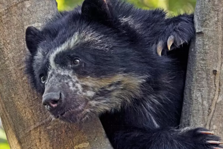 Brillenbären sind die einzige Bärenart in Südamerika. 