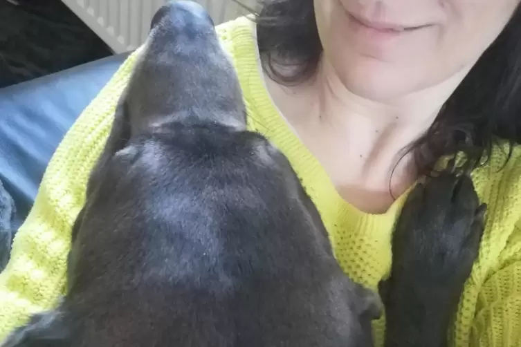36-Kilo-Scho&szlig;hund-Kuscheln. 