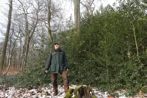 Förster Rüdiger Sinn zeigt eine grüne Stechpalmeninsel im Bienwald bei Büchelberg.