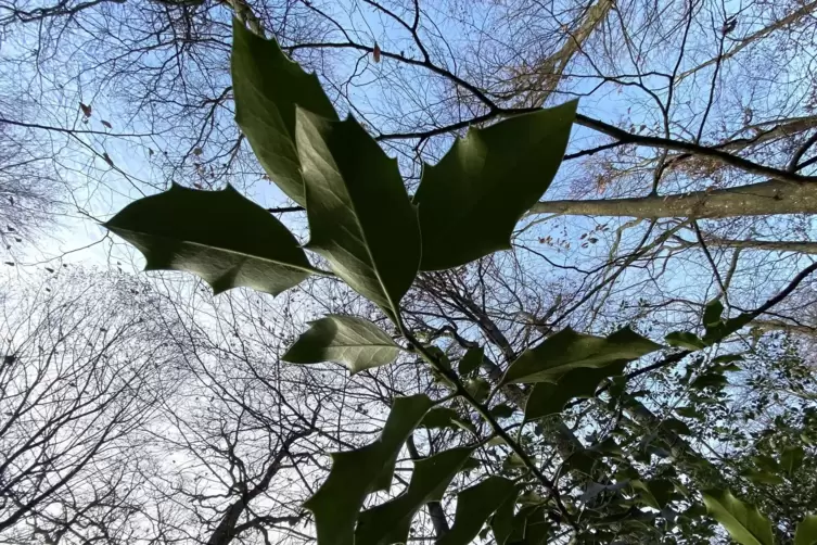 Zauberstab und Wanderstock - Baum des Jahres - DIE RHEINPFALZ