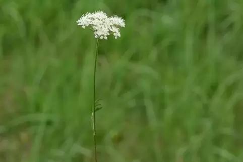 Die Brenndolde ist in Deutschland sehr selten geworden. Im Roxheimer Altrheingebiet könnte sie bald wieder wachsen. 