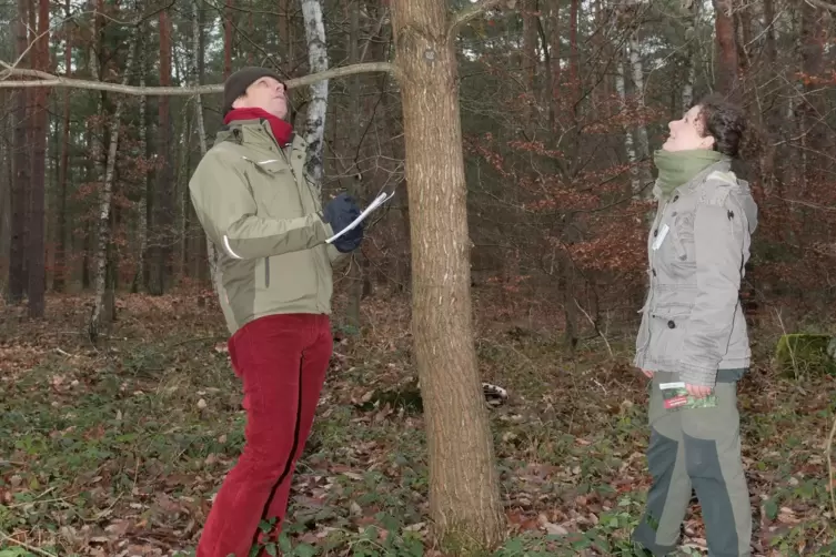 Inspektion einer jungen Eiche: Immo Schilling und Sarah Mitze betrachten vor allem die Baumkronen.