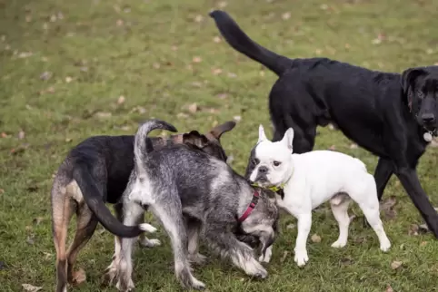 Während der Pandemie kauften sich viele Rheinland-Pfälzer einen Hund. 
