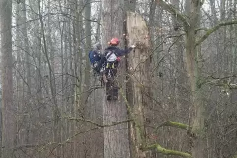 Baumkletterer im Einsatz: gefällter Baum wird an anderem befestigt. 