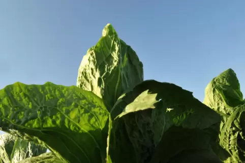 Zuckerhut ist eine von 140 Obst- und Gemüsesorten, die für den Pfalzmarkt angebaut werden. 
