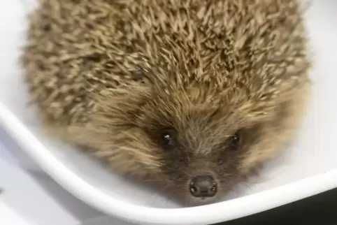 Igel beim Wiegen: Bevor er seinen Winterschlaf beginnt, braucht er mindestens 500 Gramm Körpergewicht.