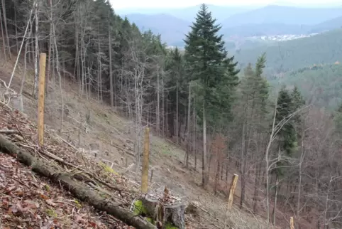 Deutlich zu erkennen ist die freie Fläche bei Bundenthal, auf der sämtliche Fichten vom Borkenkäfer vernichtet wurden.