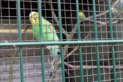 Die Tiere im Schifferstadter Vogelpark sollen vor dem Vogelgrippe-Virus geschützt werden. 