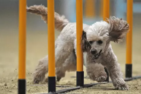 Wichtiges Thema: Die Nahrung kann eine große Rolle für die Agilität des Hundes spielen. 