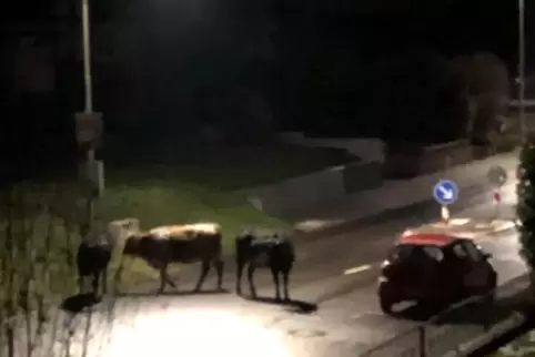 Drei Kühe standen mitten auf der Straße. 