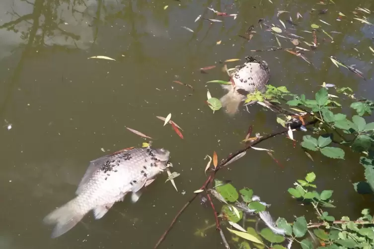 Im Schwanenweiher gab es in den vergangenen Sommern mehrfach ein gro&szlig;es Fischesterben. Das Bild ist aus dem Juli 2019.