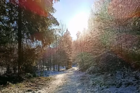 Verschneiter Wald bei Mölschbach im Sonnenschein: Das Bild hat uns Torsten Asel aus Mehlingen geschickt.