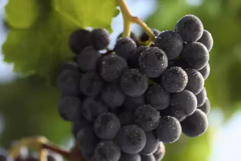 Massentauglich, aber vereinzelt auch in der Spitze spannend: der Merlot. 