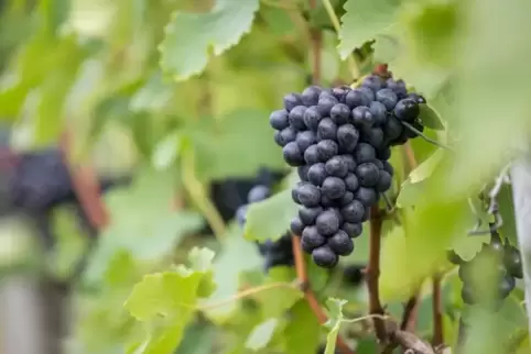 Weinrebe