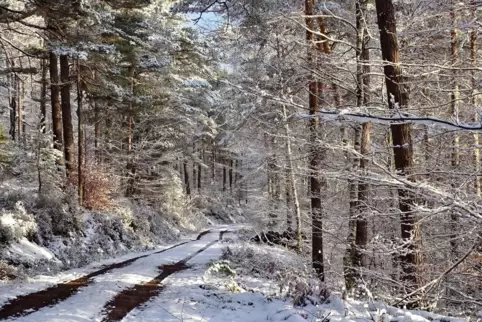 In vergänglicher weißer Pracht zeigt sich der Wald nahe der Wachenheimer Rotsteig. 