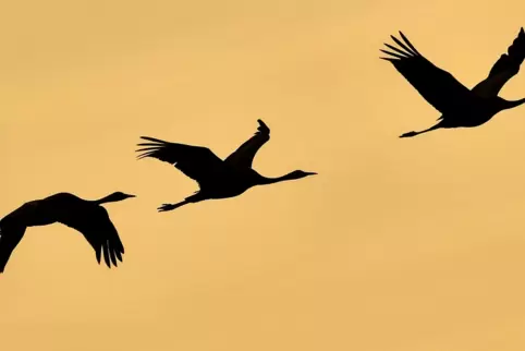 Erste Glücksvogel gesichtet.