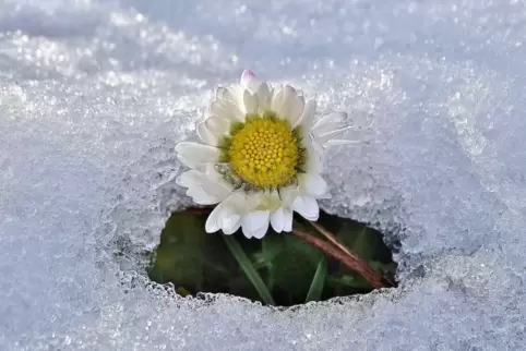 Unermüdlich blüht das Gänseblümchen – wie eine kleine Sonne im Schnee.