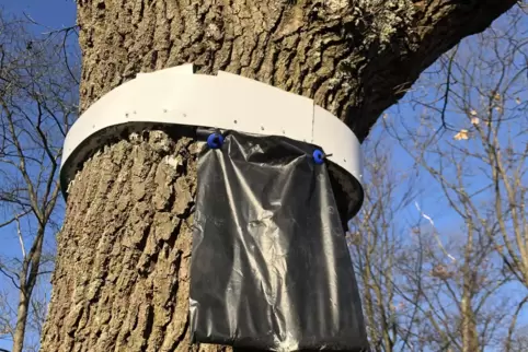 Mysteriöse Tüte: Der Inhalt soll die Raupen anlocken. 