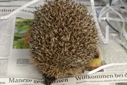 Stacheliger Zeitungsleser.