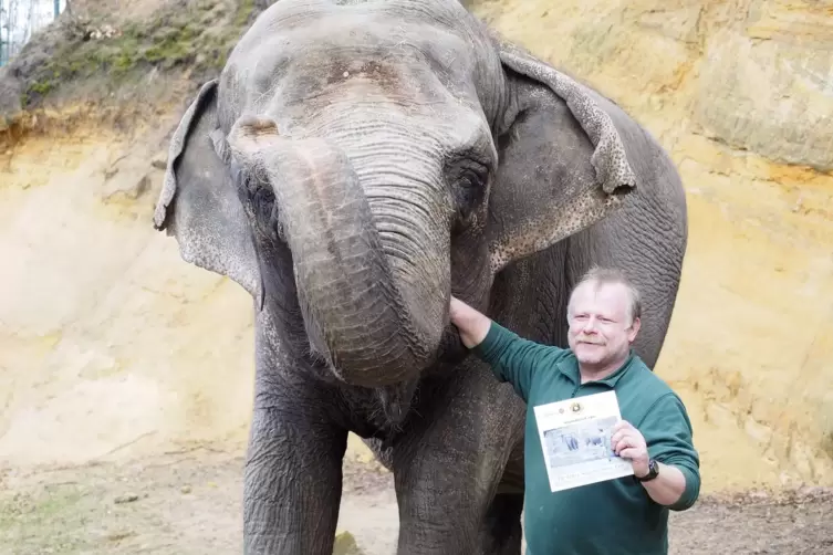Tierpfleger Dirk Backes mit der Elefantendame Kirsty im Zoo. 