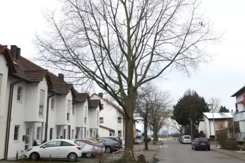 Müssen demnächst weichen: drei Exemplare der Roteichen in der Bahnhofstraße. 