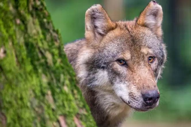 An einzelnen Pfotenabdrücken ist die Anwesenheit eines Wolfs bei Hermersberg kaum festzumachen, sagt Experte Michael Back.