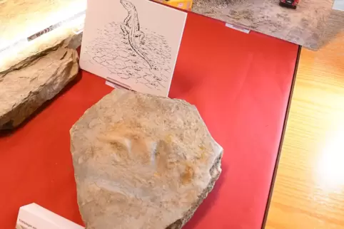 Bei den Grabungen in Imsweiler wurden so einige interessante Fossilien entdeckt. Unter anderem auch der Fußabdruck einer Echse.