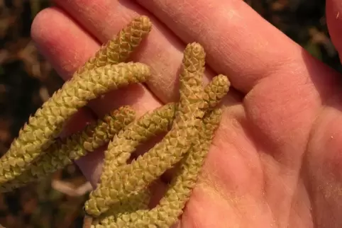 Wer gegen Haselpollen allergisch ist, kann den Strauch vor der Blüte beschneiden.