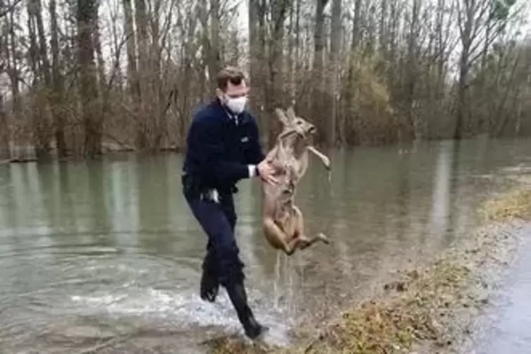 Bei Germersheim musste die Polizei jüngst ein Reh aus den Rheinfluten retten.