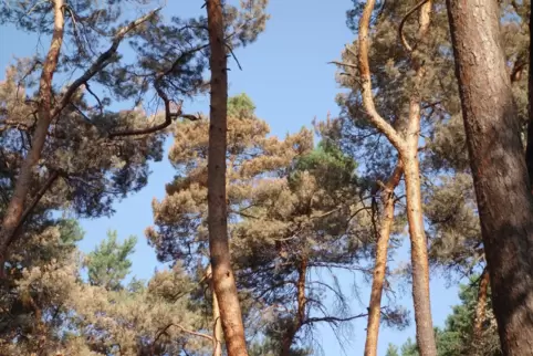 Kiefernsterben im Wald. Die Förster sind besorgt. 