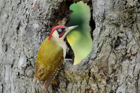 Einen solchen Grünspecht hat auch das Team des Nonnenhofs im vergangenen Herbst wegen eines gebrochenen Flügels behandelt. 