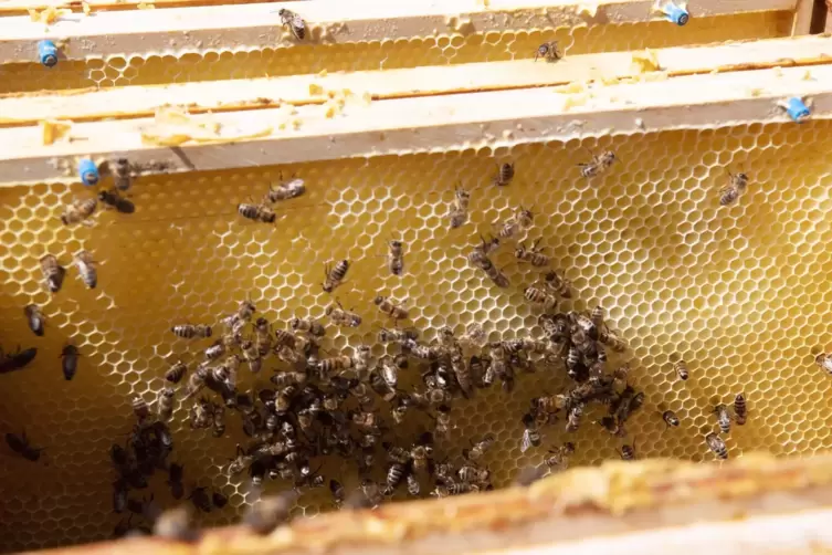 Honig von den eigenen Bienen wollen die Helfer in der Wildvogel-Auffangstation in Bobbenheim-Roxheim schon bald ernten und bei F