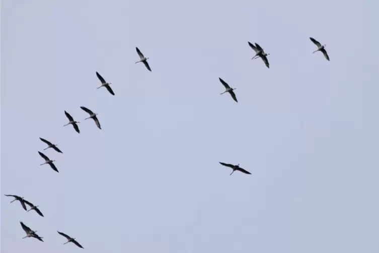  Kraniche ziehen fr&uuml;h &uuml;ber das Schwarzbachtal und die Sickinger H&ouml;he nach Norden. 