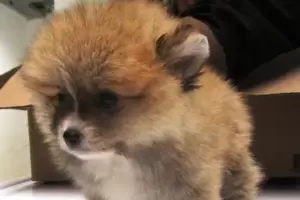 Einen illegalen Handel mit Pomeranian-Spitz-Welpen hat das Veterinäramt in der vergangenen Woche aufgedeckt. 