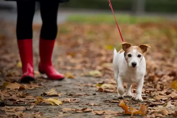 Bei Wind und Wetter raus? Wer sich f&uuml;r einen Hund entscheidet, muss dazu bereit sein &ndash; auch wenn die Zeit im Homeoffice irgendwa