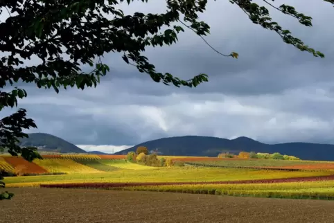 Werden Weinberge in der Südpfalz zunehmend zur Kapitalanlage?