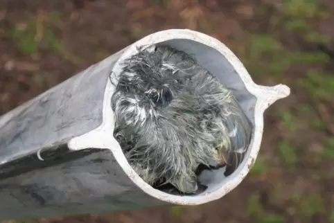 Ein offenes Plastikrohr ist eine Gefahr für Vögel. 