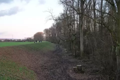 Rheinhauptdeich bei Römerberg im Dezember. 