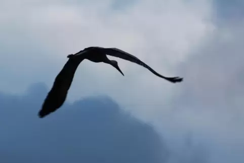 Ein Weißstorch wird beim Landeanflug auf sein Nest auf einem Dach des Kirschbacherhofs von einer heftigen Windböe erfasst.
