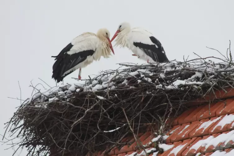 In H&ouml;hm&uuml;hlbach sind schon elf St&ouml;rche unterwegs. Die meisten stehen auf den Nestern auf einem Bein und haben das andere Bein ins