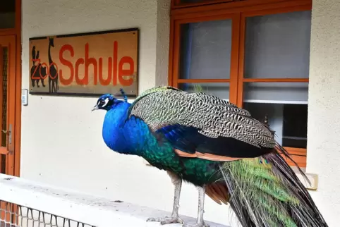 Dieser stolze Pfau macht es sich vor der Zooschule gemütlich. Dieser stolze Pfau macht es sich vor der Zooschule gemütlich.