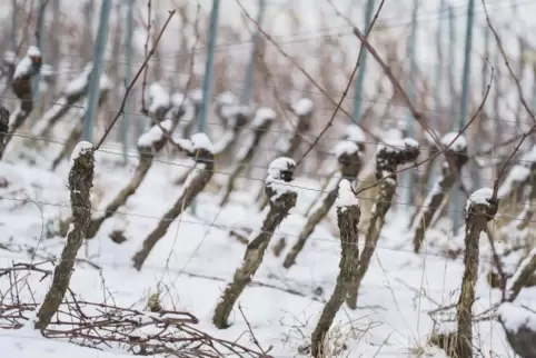 Schneebedeckte Weinberge in Rheinland-Pfalz.