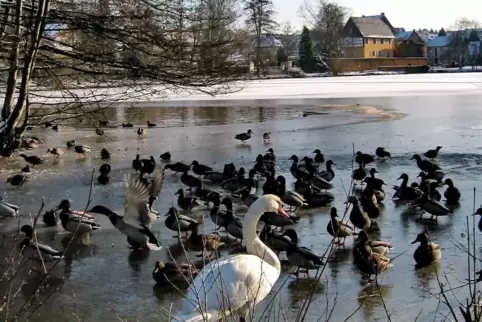 Federvieh auf dem winterlichen Jägersburger Schlossweiher. Im Hintergrund ist die Gustavsburg zu sehen. Federvieh auf dem winterlichen Jägersburger Schlossweiher. Im Hintergrund ist die Gustavsburg zu sehen.