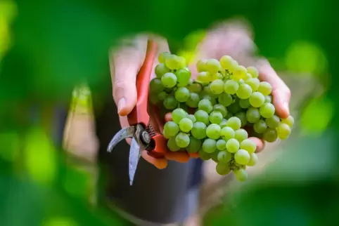 Gibt im Idealfall Weine mit viel Fruchtfrische: der Sauvignon Blanc. Deutsches Hauptanbaugebiet ist übrigens die Pfalz. 
