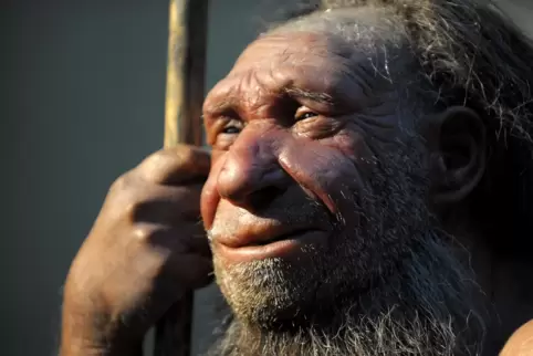 Nicht unser Kolumnist, sondern die Nachbildung eines älteren Neandertalers im Neanderthal-Museum in Mettmann (Nordrhein-Westfale