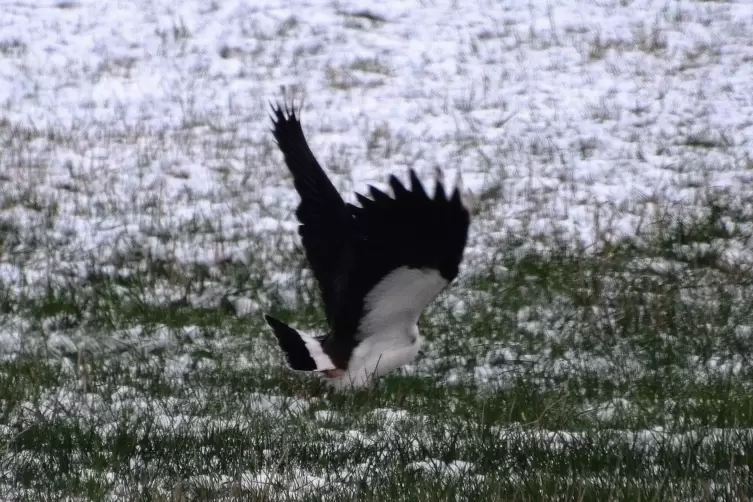 Unfreiwilliger Zwischenstopp: Ein Kiebitz landet auf einem Feld im Landkreis Kaiserslautern. 