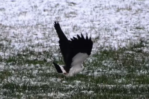 Unfreiwilliger Zwischenstopp: Ein Kiebitz landet auf einem Feld im Landkreis Kaiserslautern. 